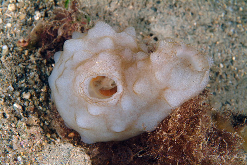 Phallusia mamillata